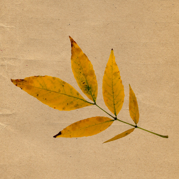 leaf 04