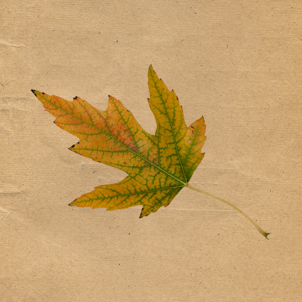 leaf 06