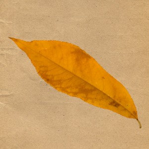leaf 07