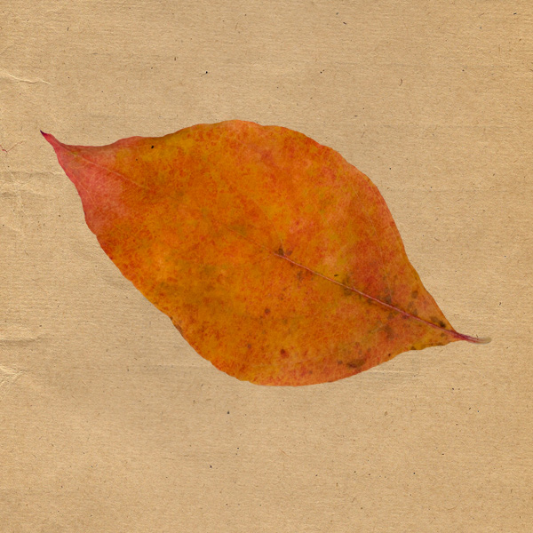 leaf 08